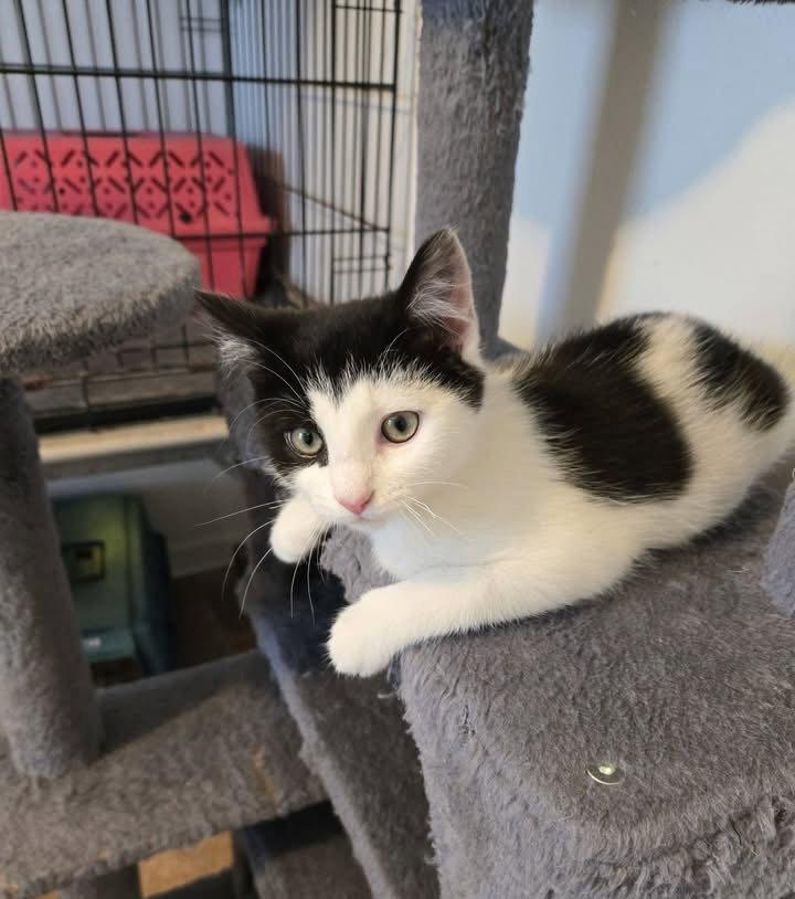 Scott, a Adoptable Domestic Short Hair in Penndel, PA image 1/3