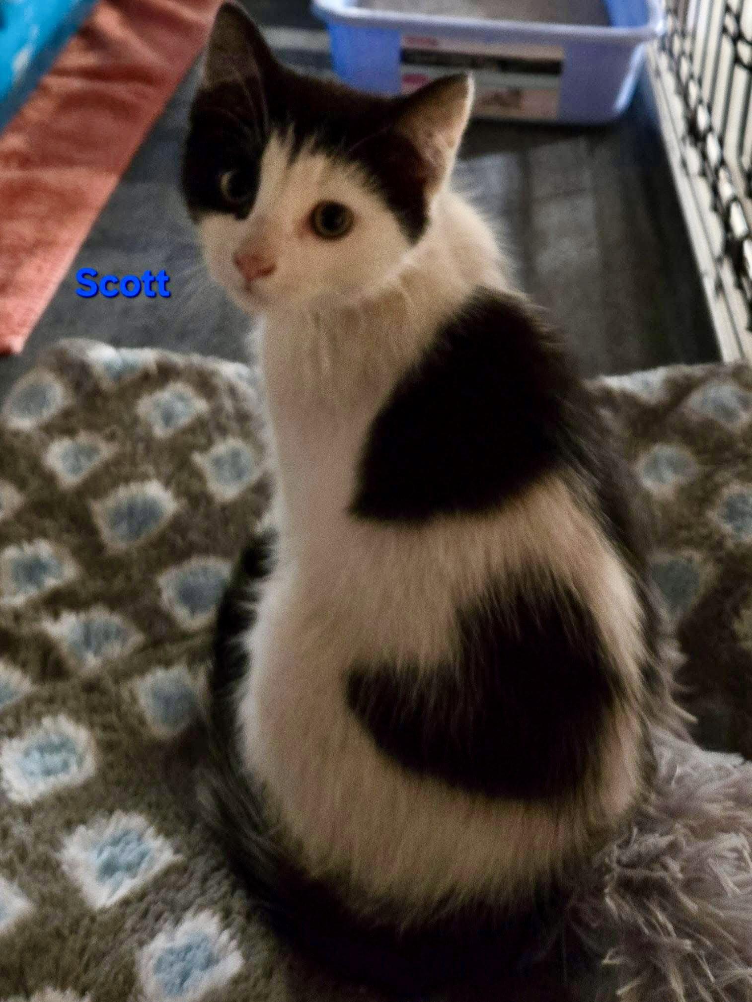 Scott, a Adoptable Domestic Short Hair in Penndel, PA image 2/3