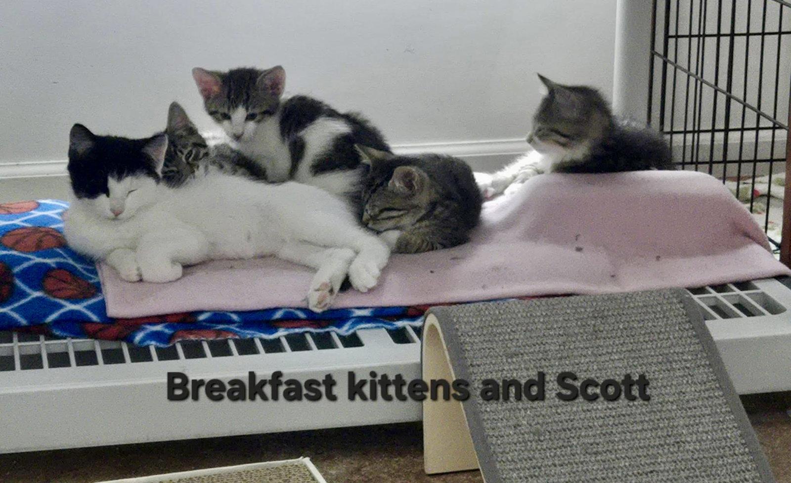 Scott, a Adoptable Domestic Short Hair in Penndel, PA image 3/3
