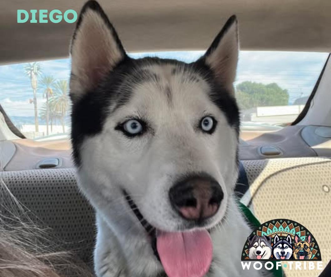 Enlarge Diego the Dapper Piebald Husky, a Adoptable Siberian Husky in Missoula, MT image 2/6