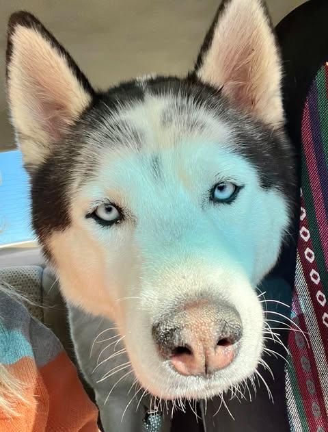 Enlarge Diego the Dapper Piebald Husky, a Adoptable Siberian Husky in Missoula, MT image 6/6
