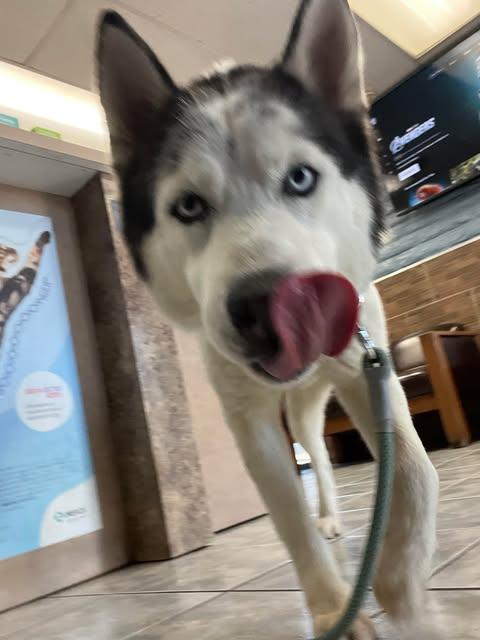 Enlarge Diego the Dapper Piebald Husky, a Adoptable Siberian Husky in Missoula, MT image 3/6