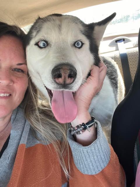Enlarge Diego the Dapper Piebald Husky, a Adoptable Siberian Husky in Missoula, MT image 4/6