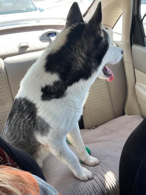 Enlarge Diego the Dapper Piebald Husky, a Adoptable Siberian Husky in Missoula, MT image 5/6