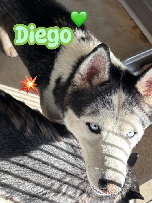Diego the Dapper Piebald Husky, Adoptable, Adult Male Siberian Husky.
