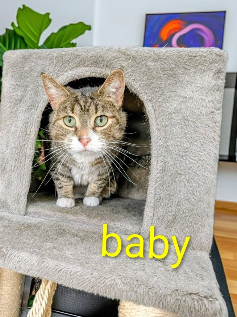 Baby, Adoptable, Adult Female Domestic Short Hair.