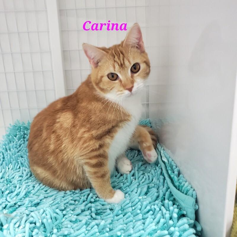 Carina, a Adoptable Domestic Short Hair in Diamond Springs, CA image 1/5