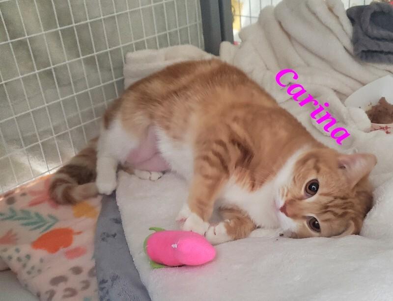 Carina, a Adoptable Domestic Short Hair in Diamond Springs, CA image 2/5