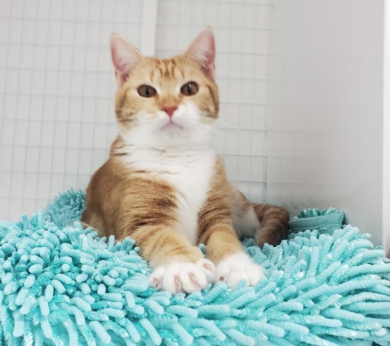 Carina, a Adoptable Domestic Short Hair in Diamond Springs, CA image 3/5