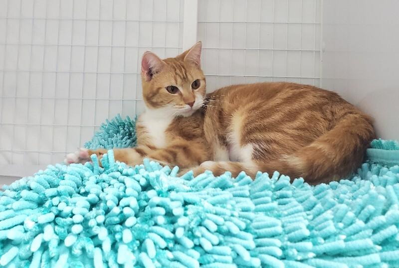 Carina, a Adoptable Domestic Short Hair in Diamond Springs, CA image 4/5