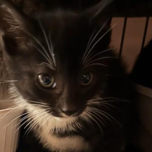 Parsley, Adoptable, Kitten Female Domestic Short Hair.