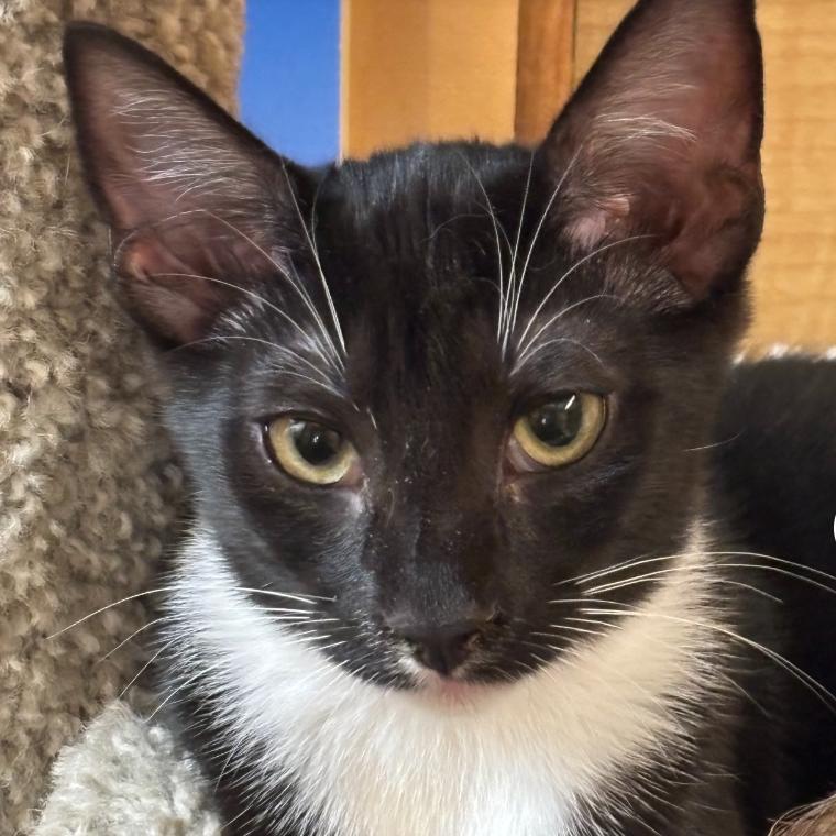 Parsley, a Adoptable Domestic Short Hair in Oceanside, NY image 2/2