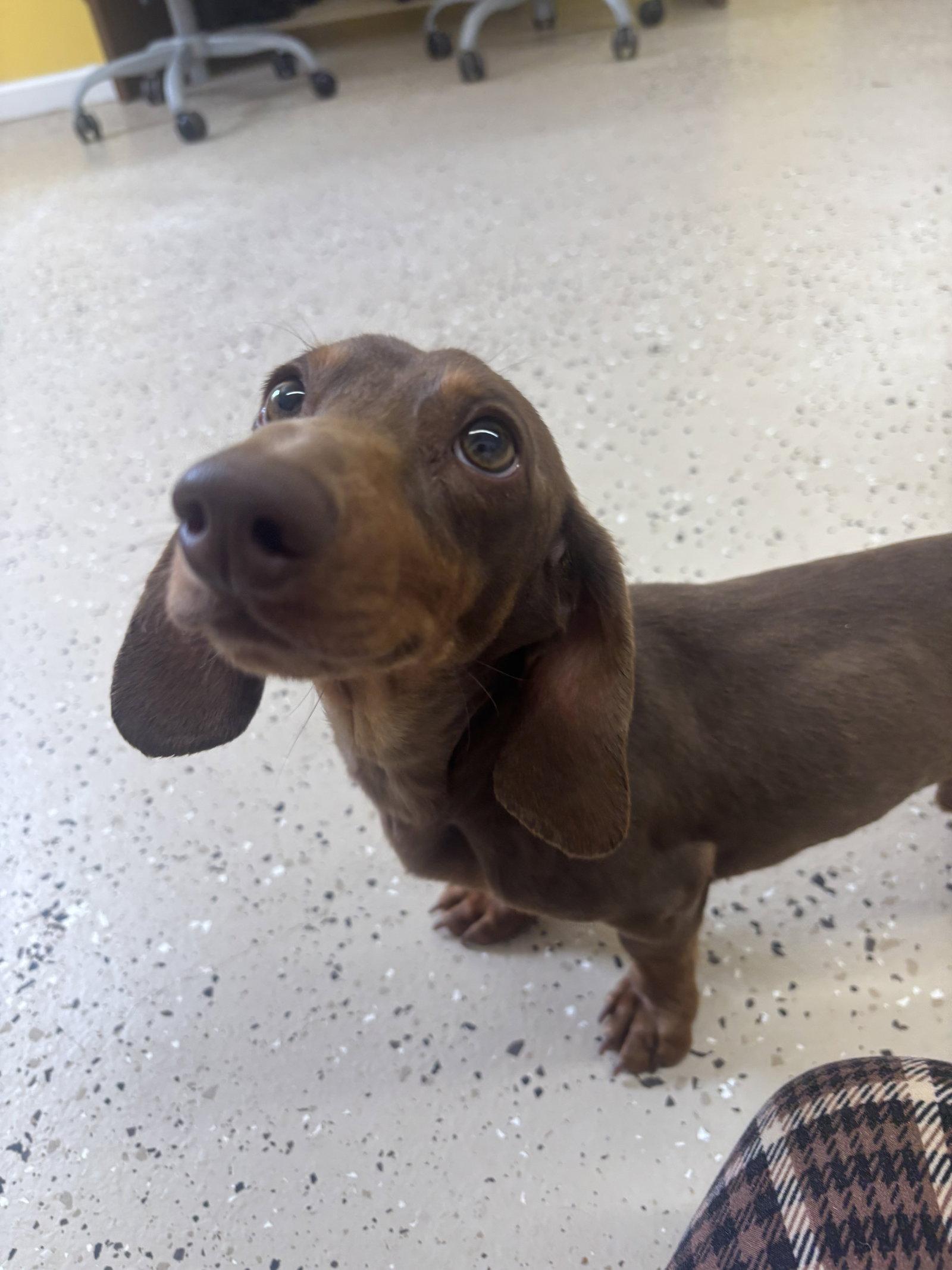 Snitzel, Adopted, Young Male Dachshund.