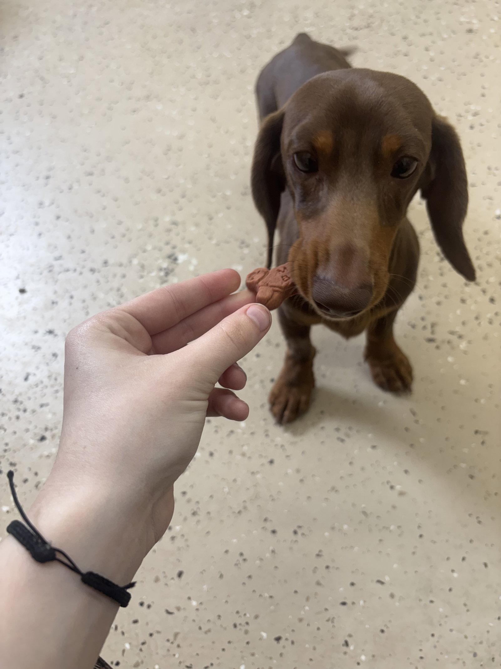 Enlarge Snitzel, a Adopted Dachshund in York, SC image 2/3