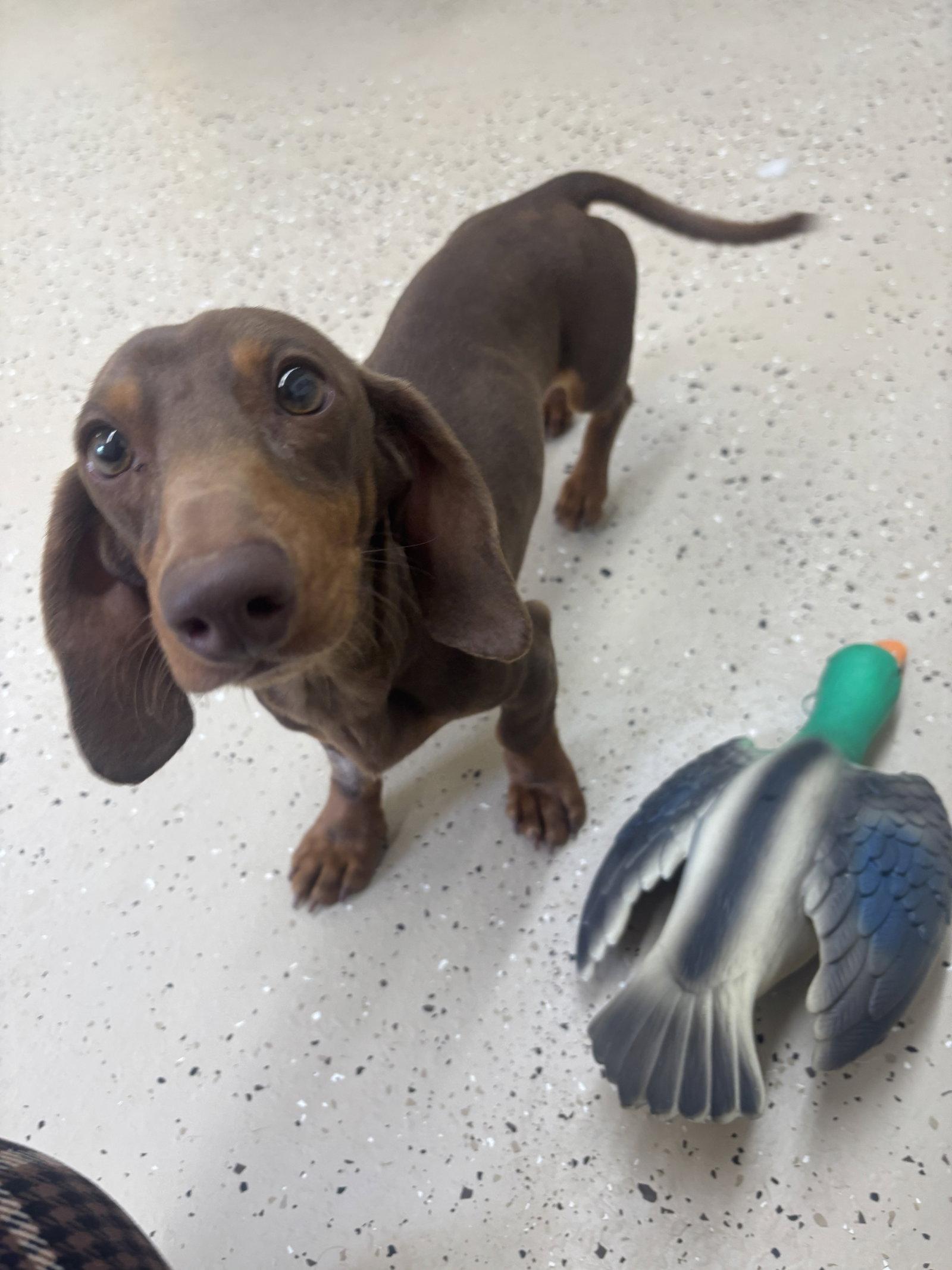 Enlarge Snitzel, a Adopted Dachshund in York, SC image 3/3