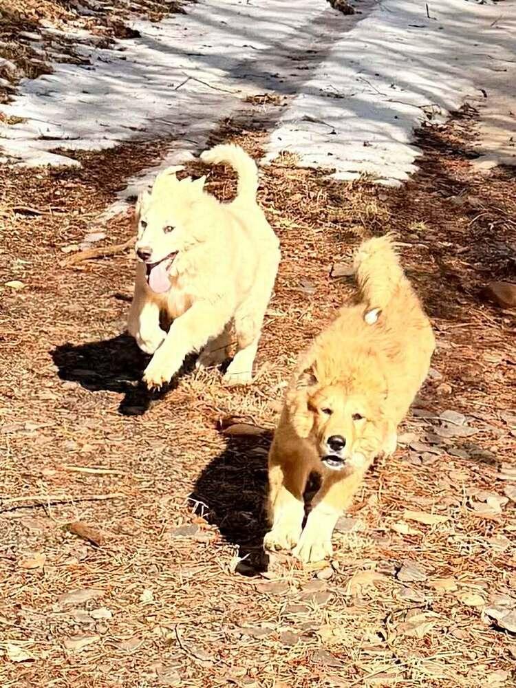 John McClane, Adoptable, Puppy Male Great Pyrenees.