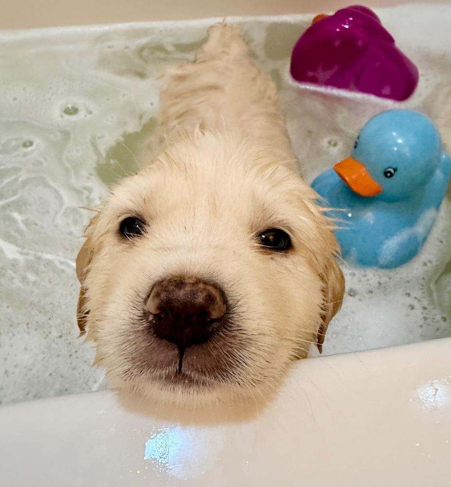 John McClane, Adoptable, Puppy Male Great Pyrenees.
