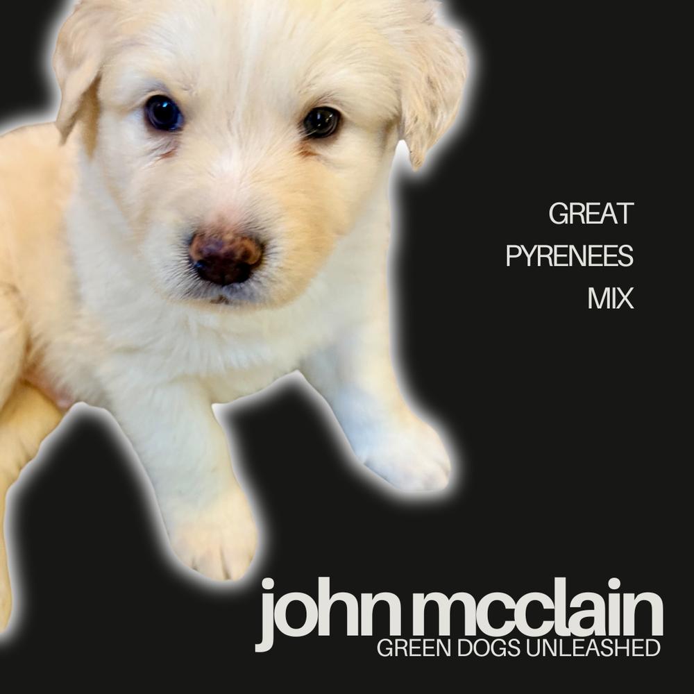Enlarge John McClane, a Adoptable mixed breed in Troy, VA image 2/6