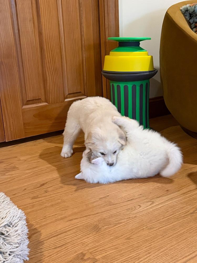 Enlarge John McClane, a Adoptable mixed breed in Troy, VA image 3/6