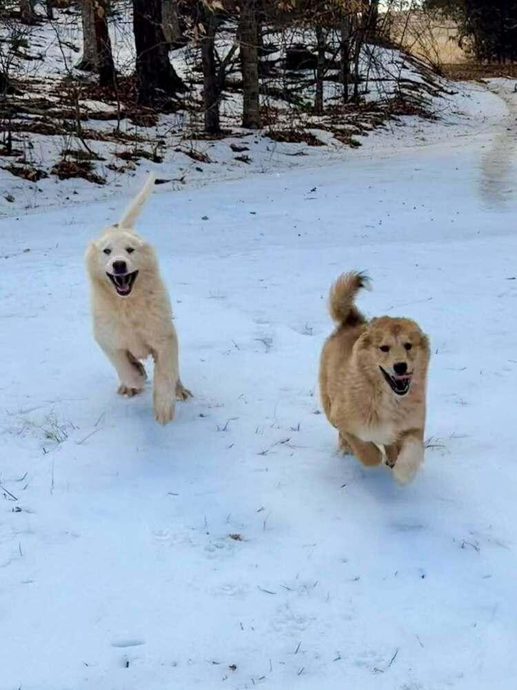 Enlarge John McClane, a Adoptable mixed breed in Troy, VA image 3/6