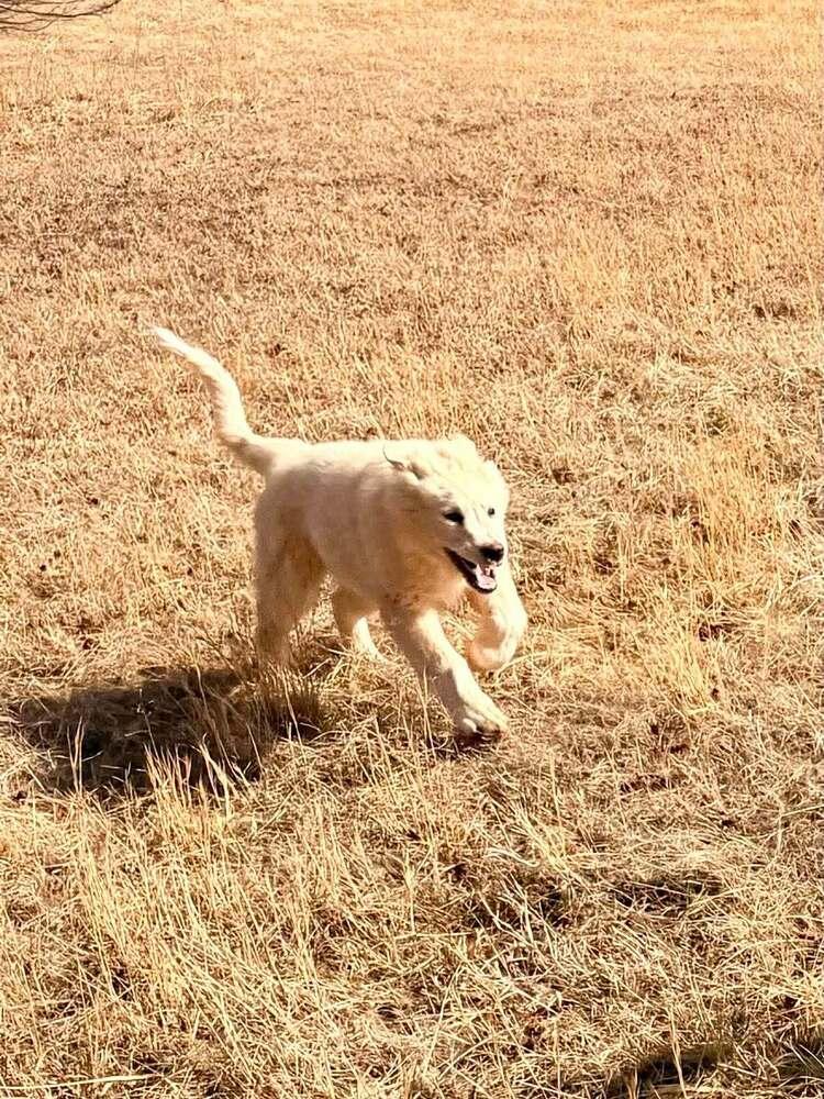 Enlarge John McClane, a Adoptable mixed breed in Troy, VA image 4/6