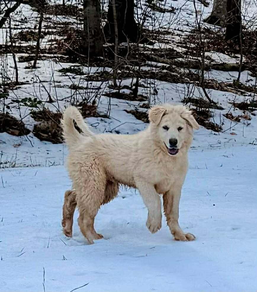 Enlarge John McClane, a Adoptable mixed breed in Troy, VA image 6/6