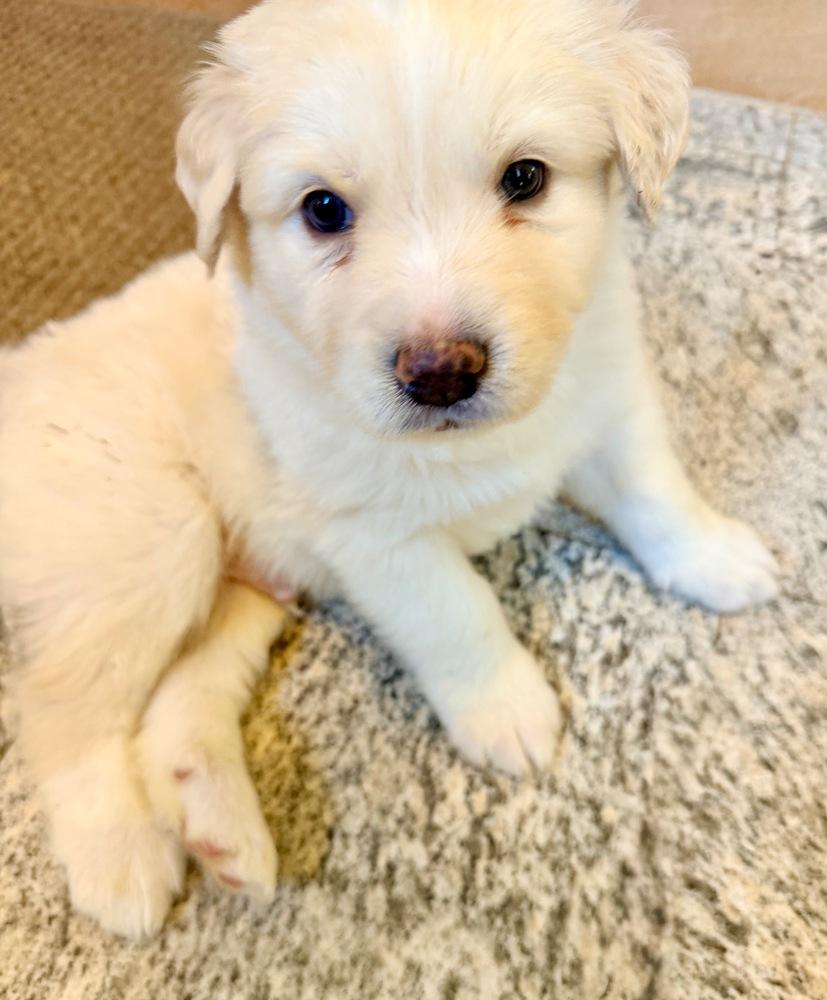 Enlarge John McClane, a Adoptable mixed breed in Troy, VA image 6/6