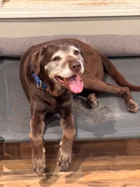 Remington, Adoptable, Senior Male Black Labrador Retriever.