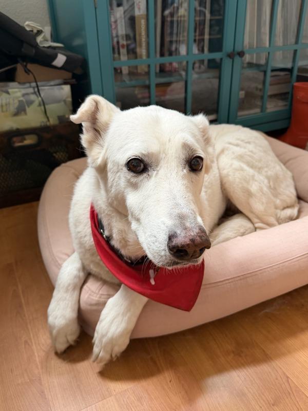 Enlarge Blanca, a Adoptable mixed breed in Escondido, CA image 1/1