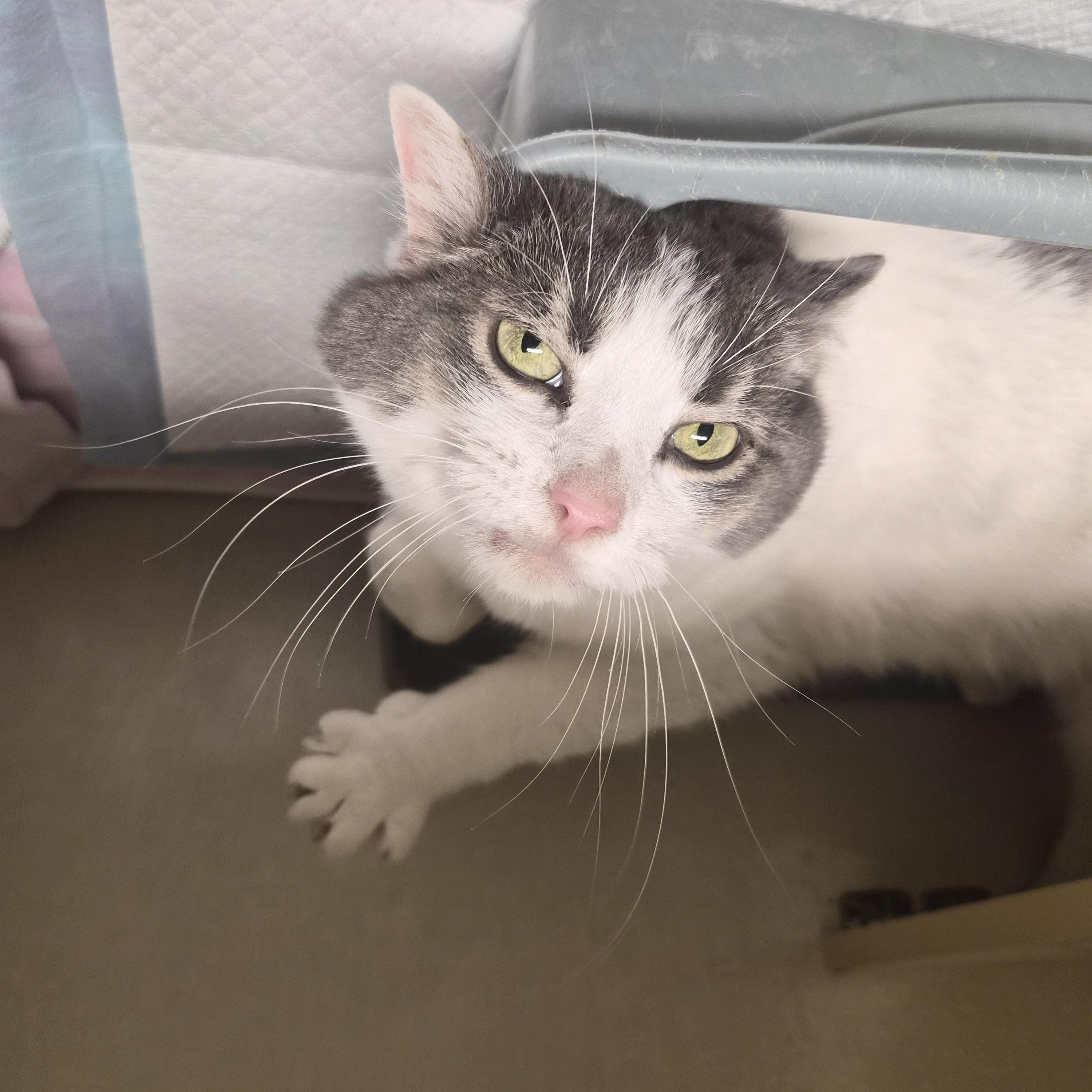 Enlarge Charlotte, a ADOPTABLE Domestic Short Hair in Cornelius, NC image 3/3
