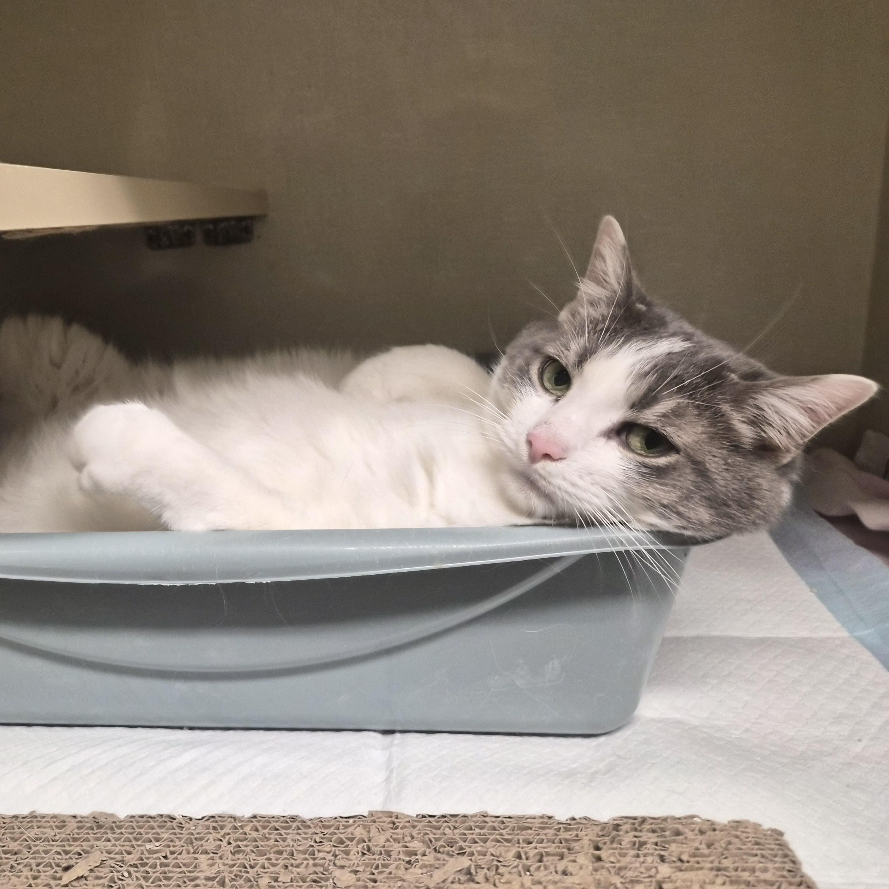 Enlarge Charlotte, a ADOPTABLE Domestic Short Hair in Cornelius, NC image 2/3