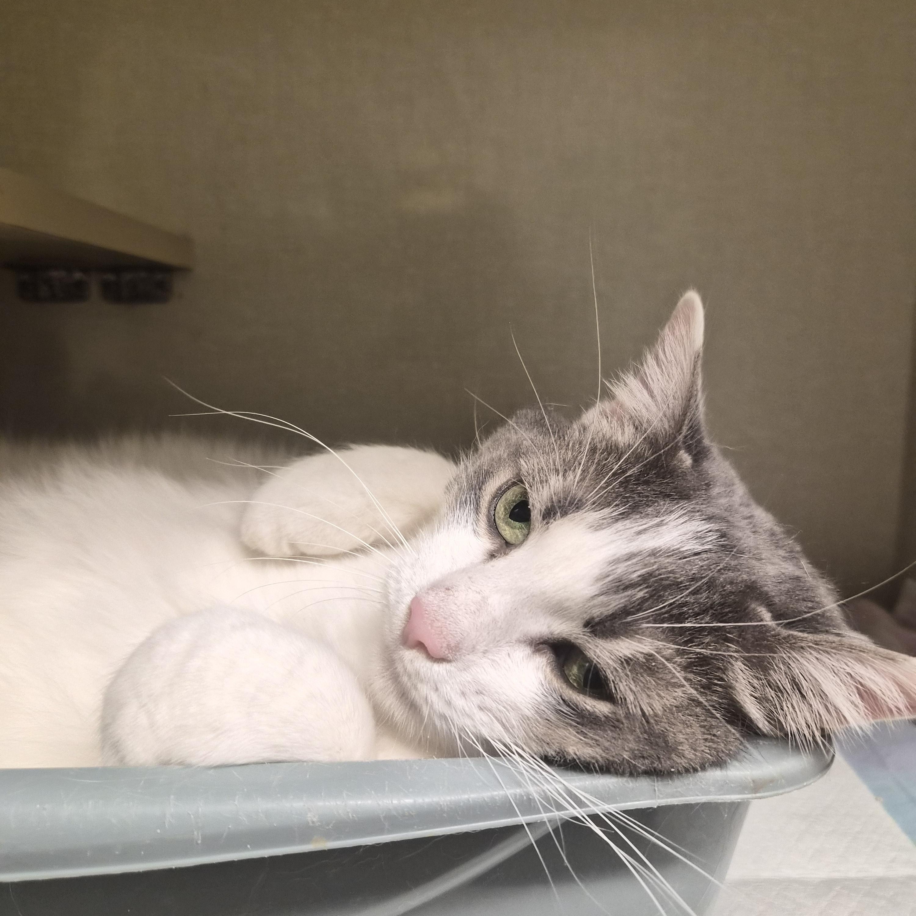 Charlotte, ADOPTABLE, Young Female Domestic Short Hair.