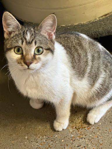 Cupcake, ADOPTABLE, Young Female Domestic Short Hair.