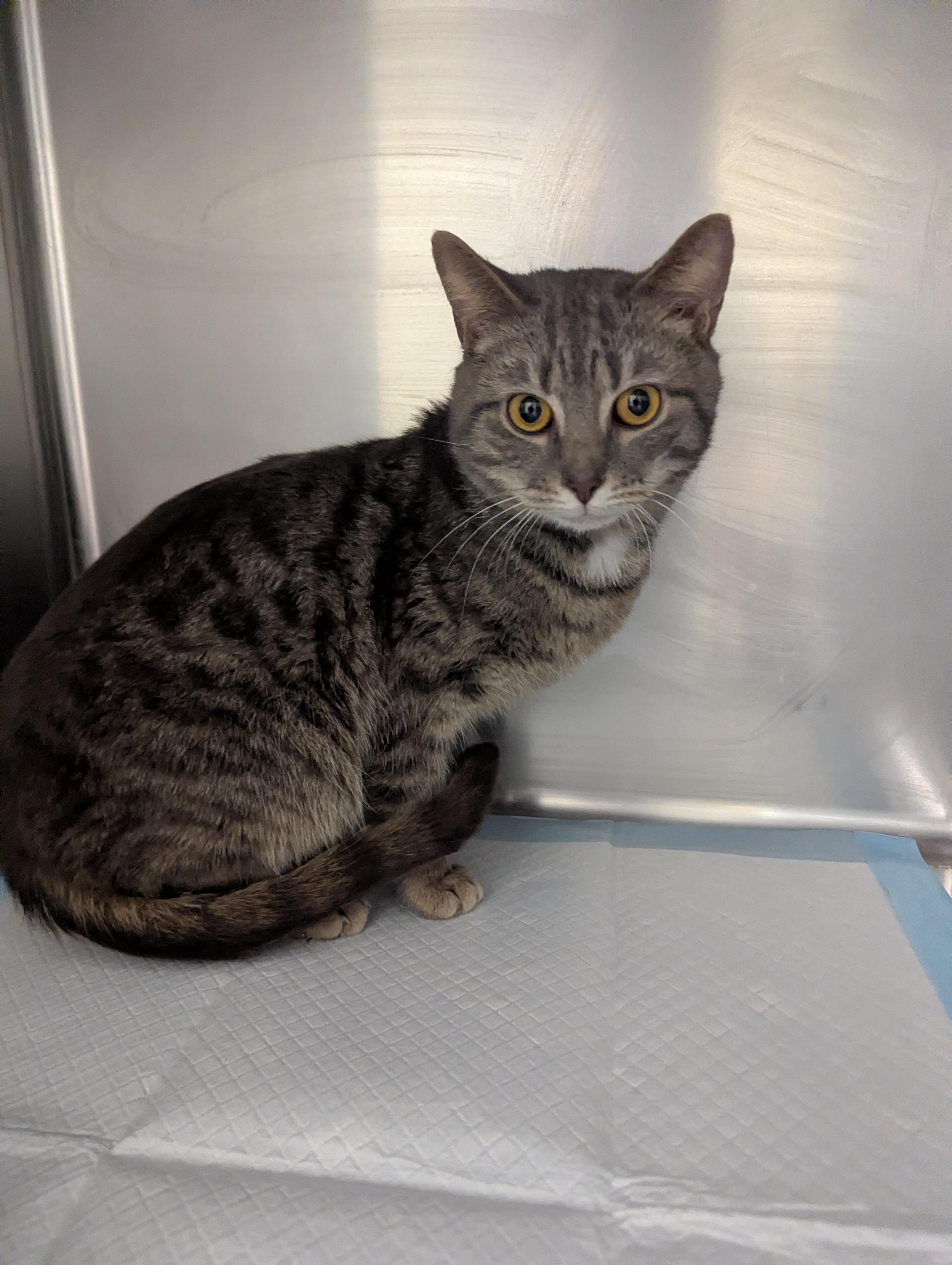 Enlarge Taz 23912A (RESCUED), a ADOPTABLE Domestic Short Hair in Rocky Mount, NC image 2/3