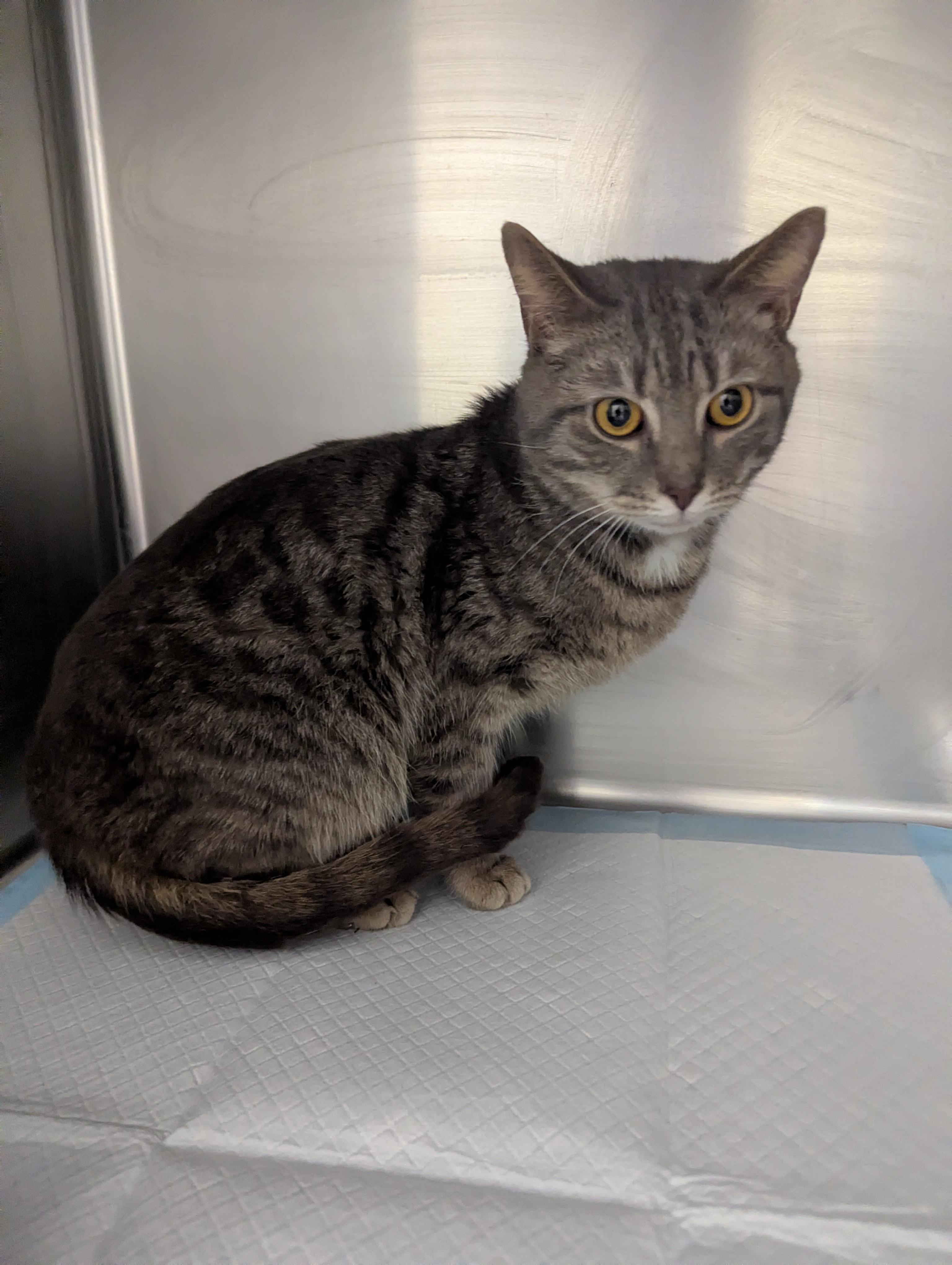 Enlarge Taz 23912A (RESCUED), a ADOPTABLE Domestic Short Hair in Rocky Mount, NC image 1/3