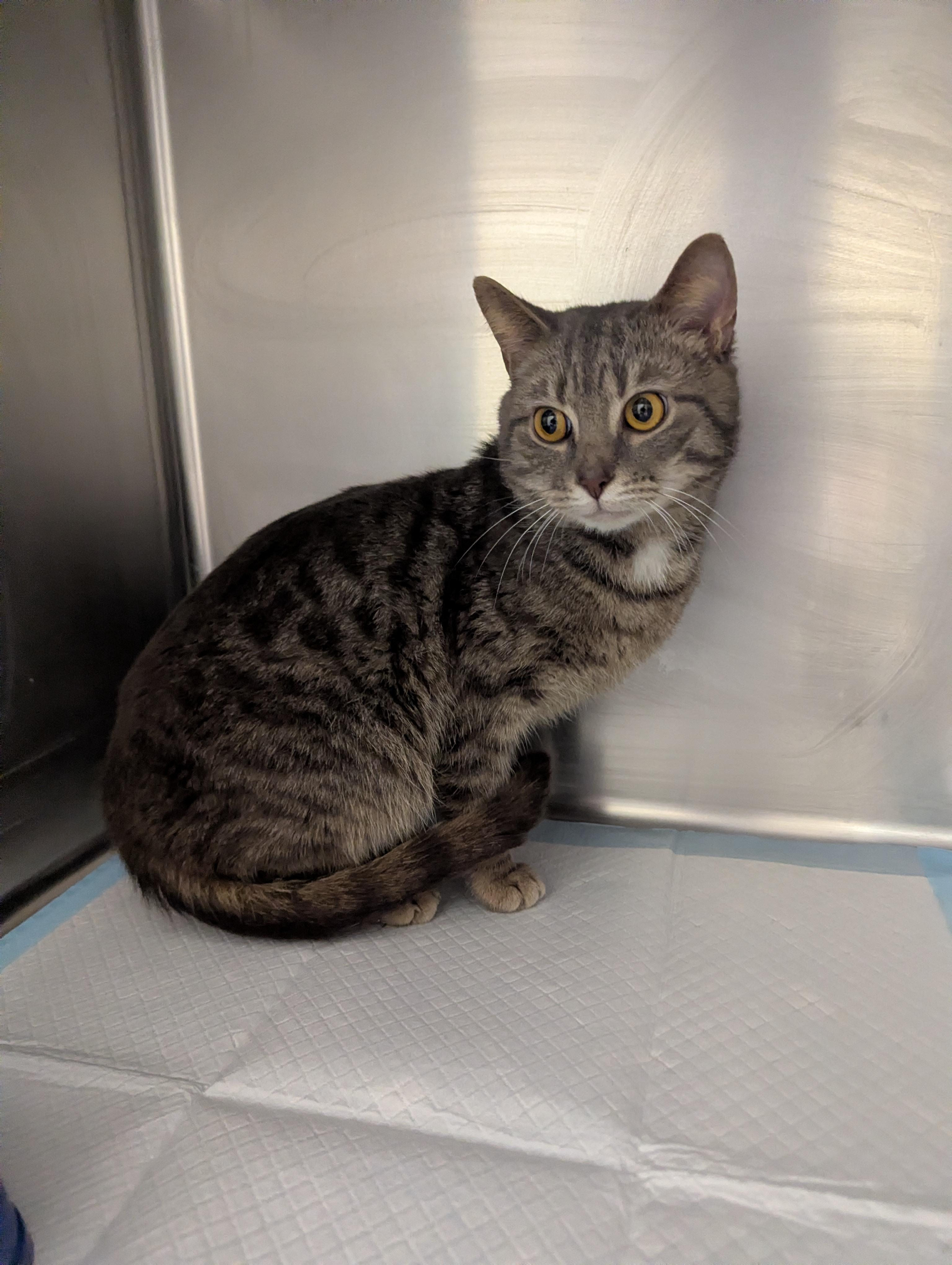 Enlarge Taz 23912A (RESCUED), a ADOPTABLE Domestic Short Hair in Rocky Mount, NC image 3/3