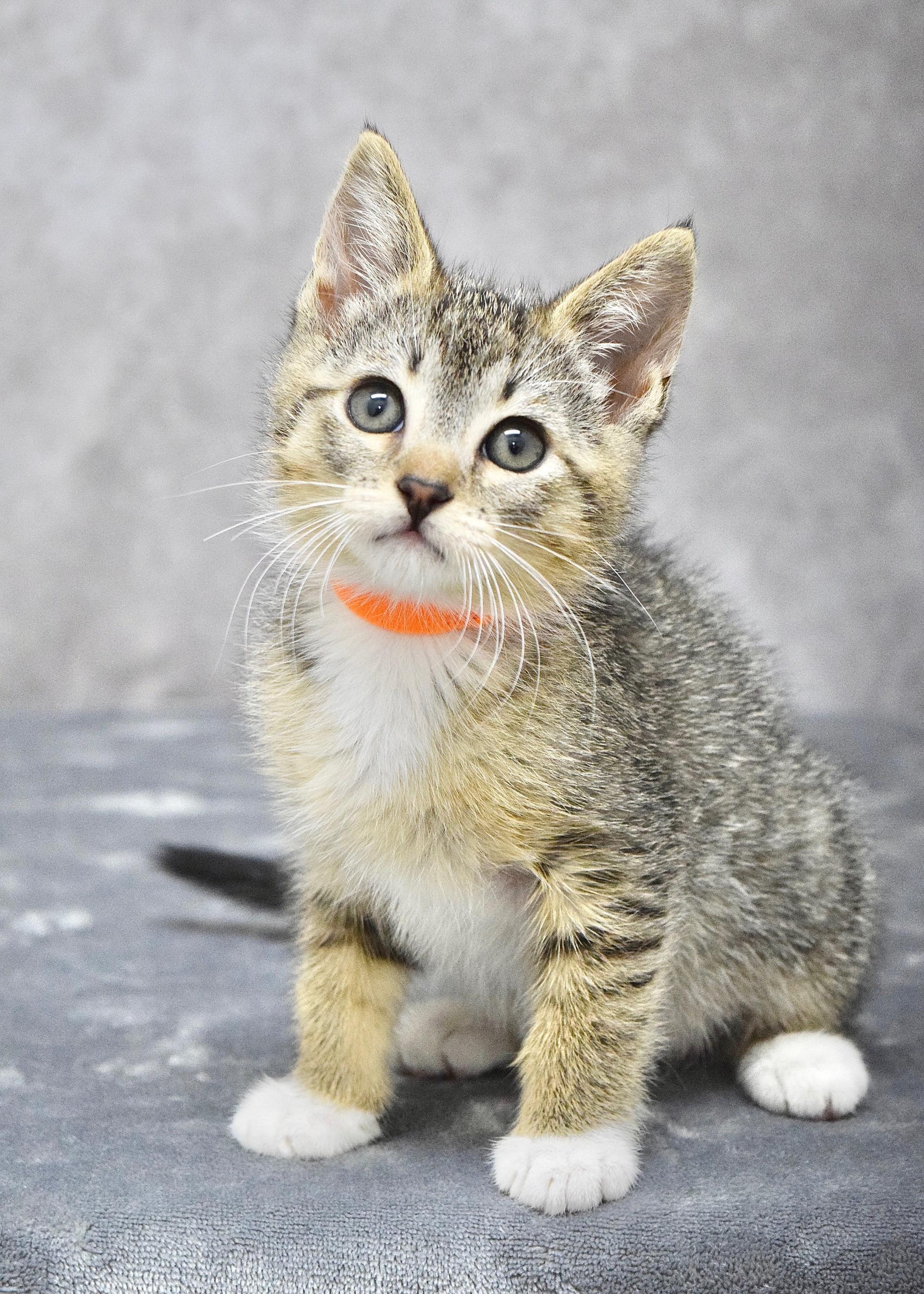 Freckles, a ADOPTABLE Domestic Short Hair in Dublin, CA image 1/3