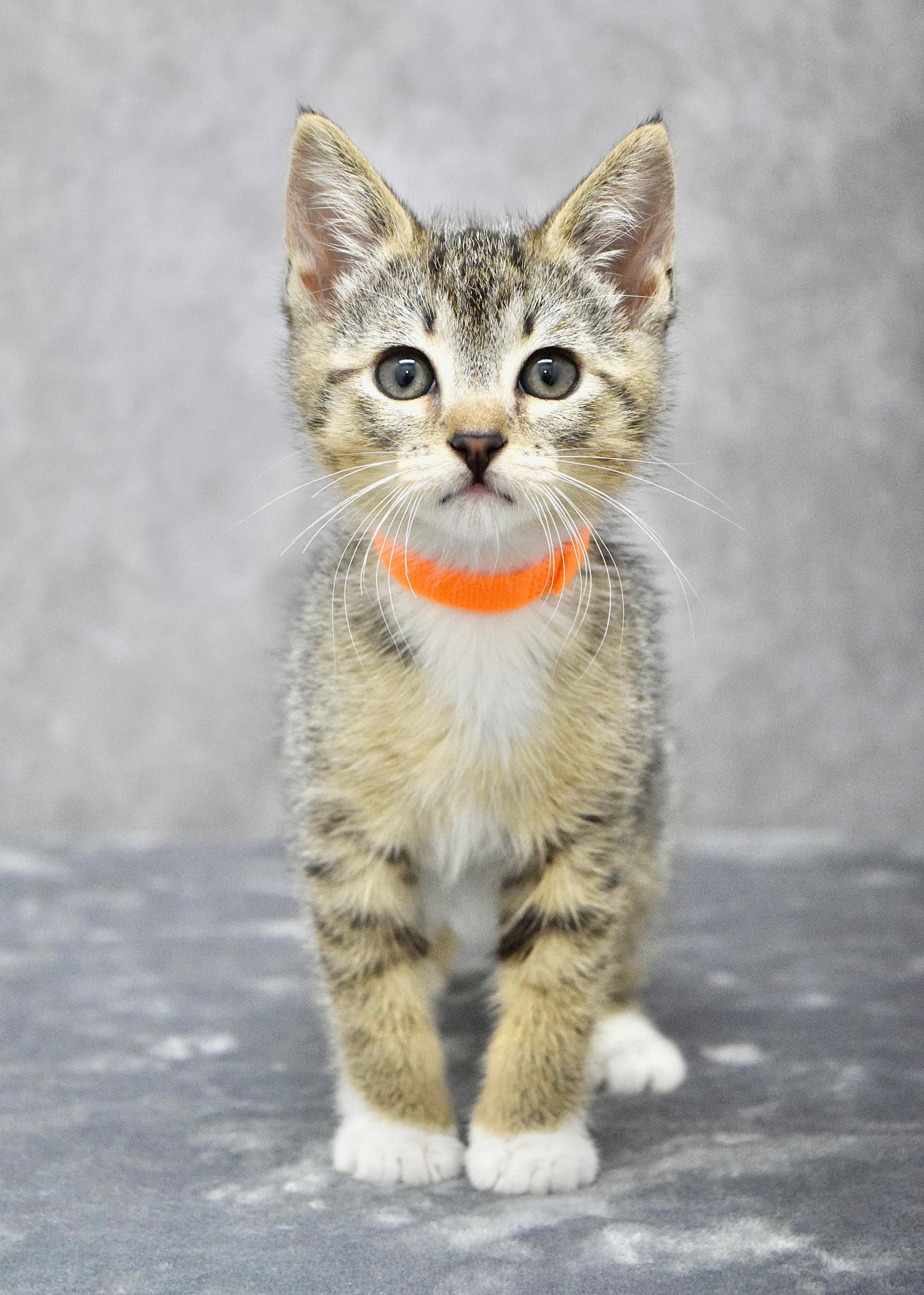 Freckles, a ADOPTABLE Domestic Short Hair in Dublin, CA image 2/3
