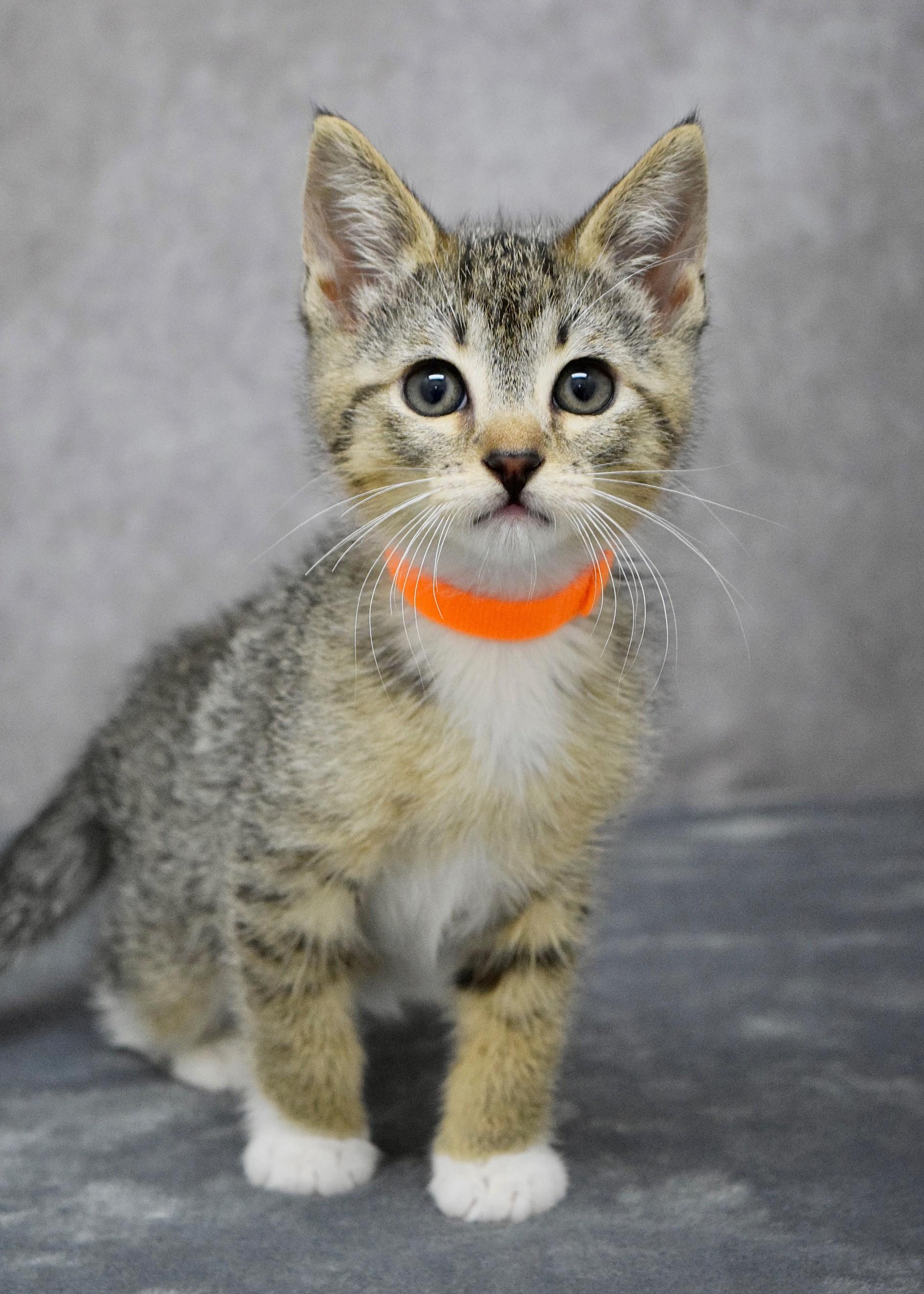 Freckles, a ADOPTABLE Domestic Short Hair in Dublin, CA image 3/3