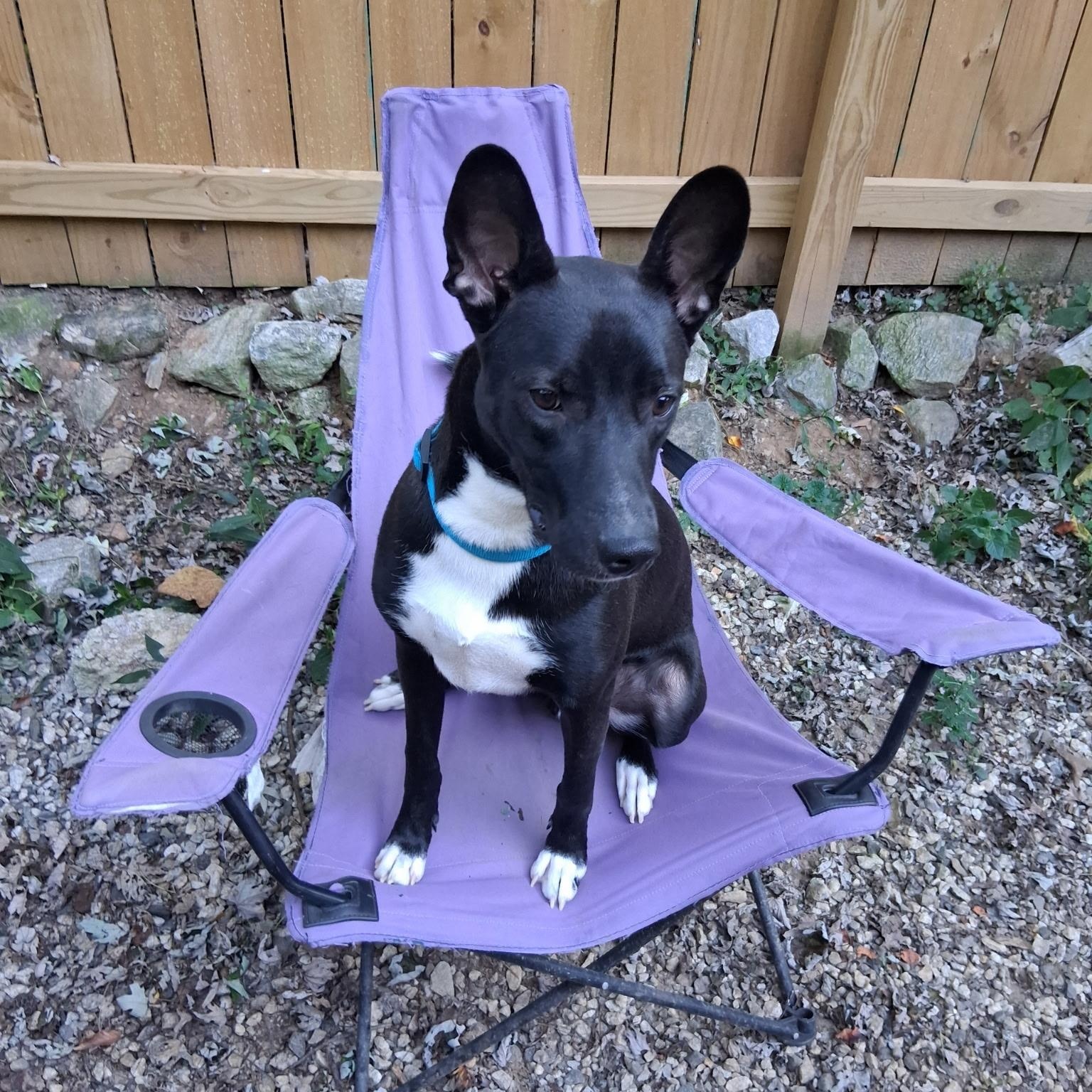 Enlarge Harley, a Adoptable Belgian Shepherd / Malinois in Lilburn, GA image 1/6