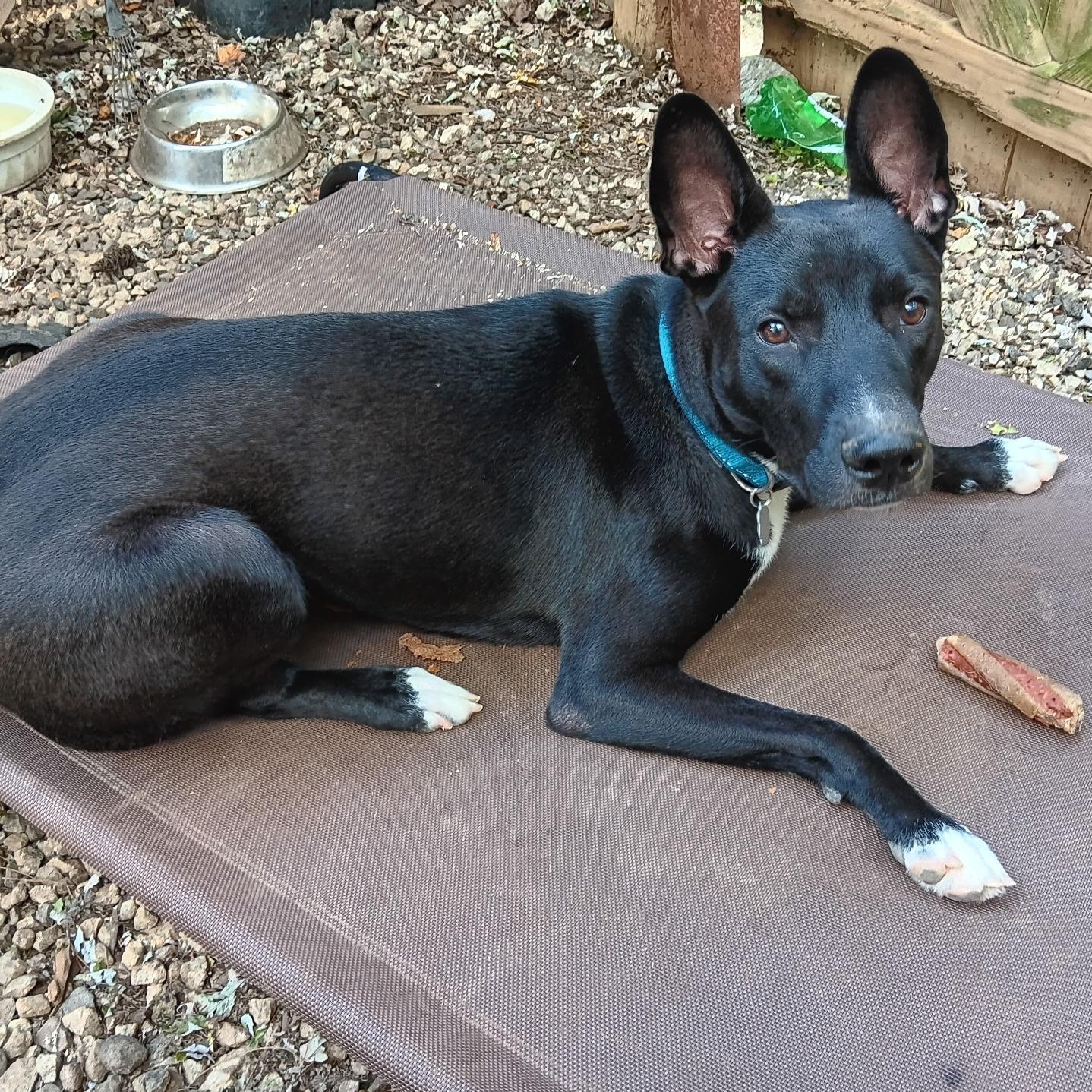 Enlarge Harley, a Adoptable Belgian Shepherd / Malinois in Lilburn, GA image 2/6