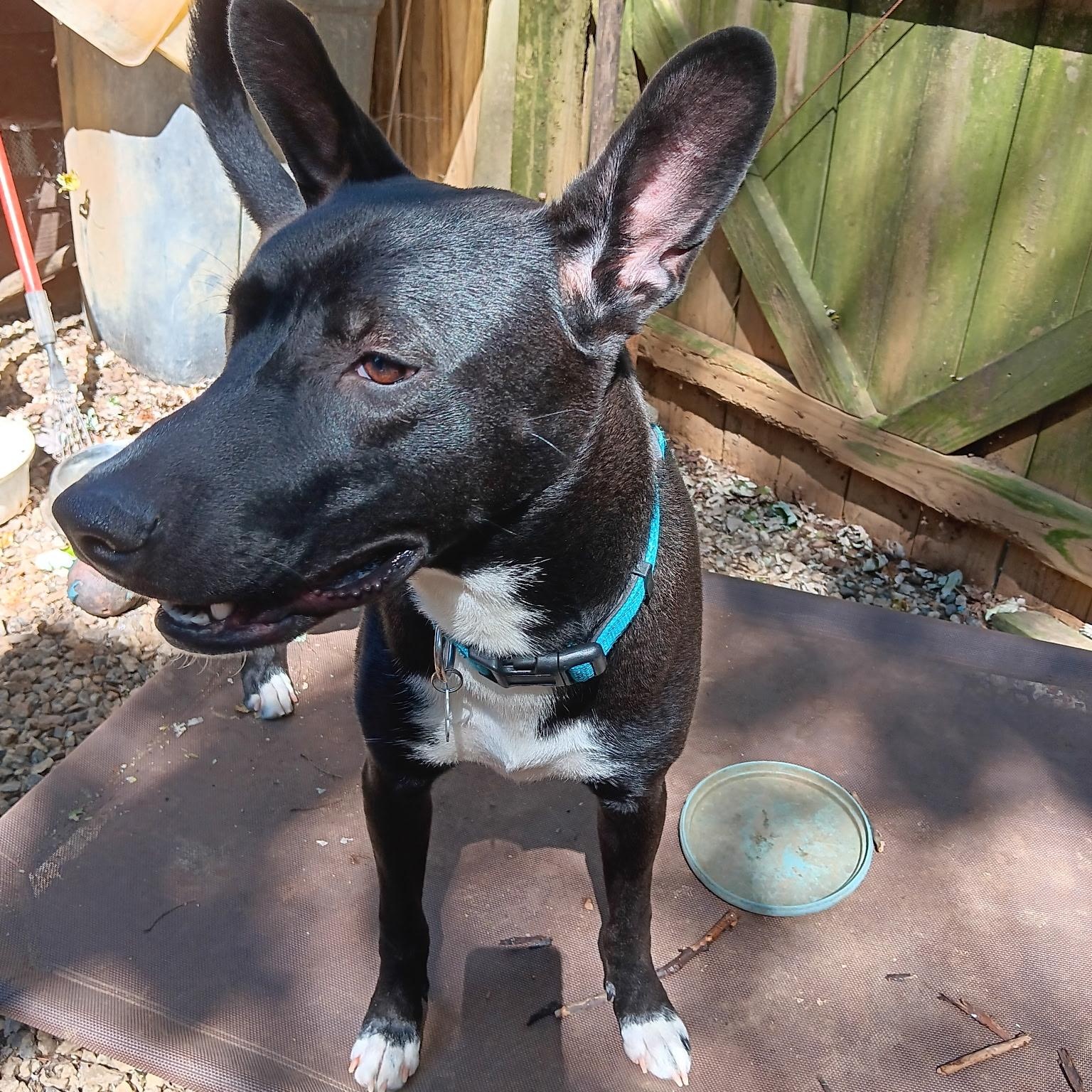 Enlarge Harley, a Adoptable Belgian Shepherd / Malinois in Lilburn, GA image 3/6