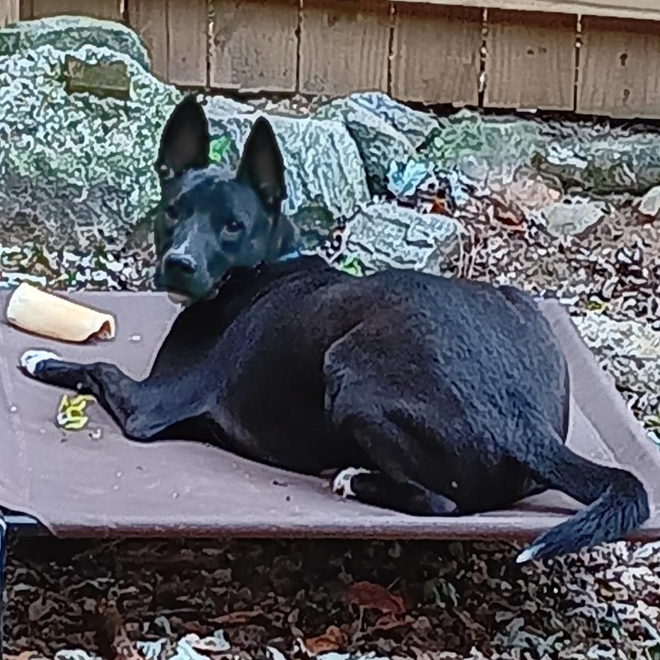 Enlarge Harley, a Adoptable Belgian Shepherd / Malinois in Lilburn, GA image 5/6