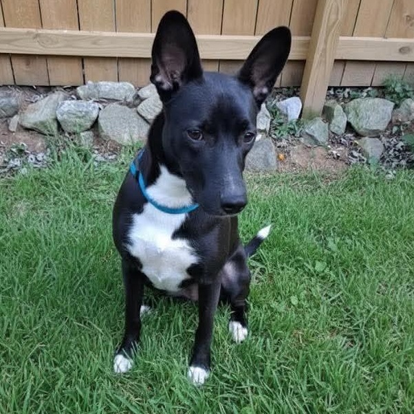 Enlarge Harley, a Adoptable Belgian Shepherd / Malinois in Lilburn, GA image 6/6