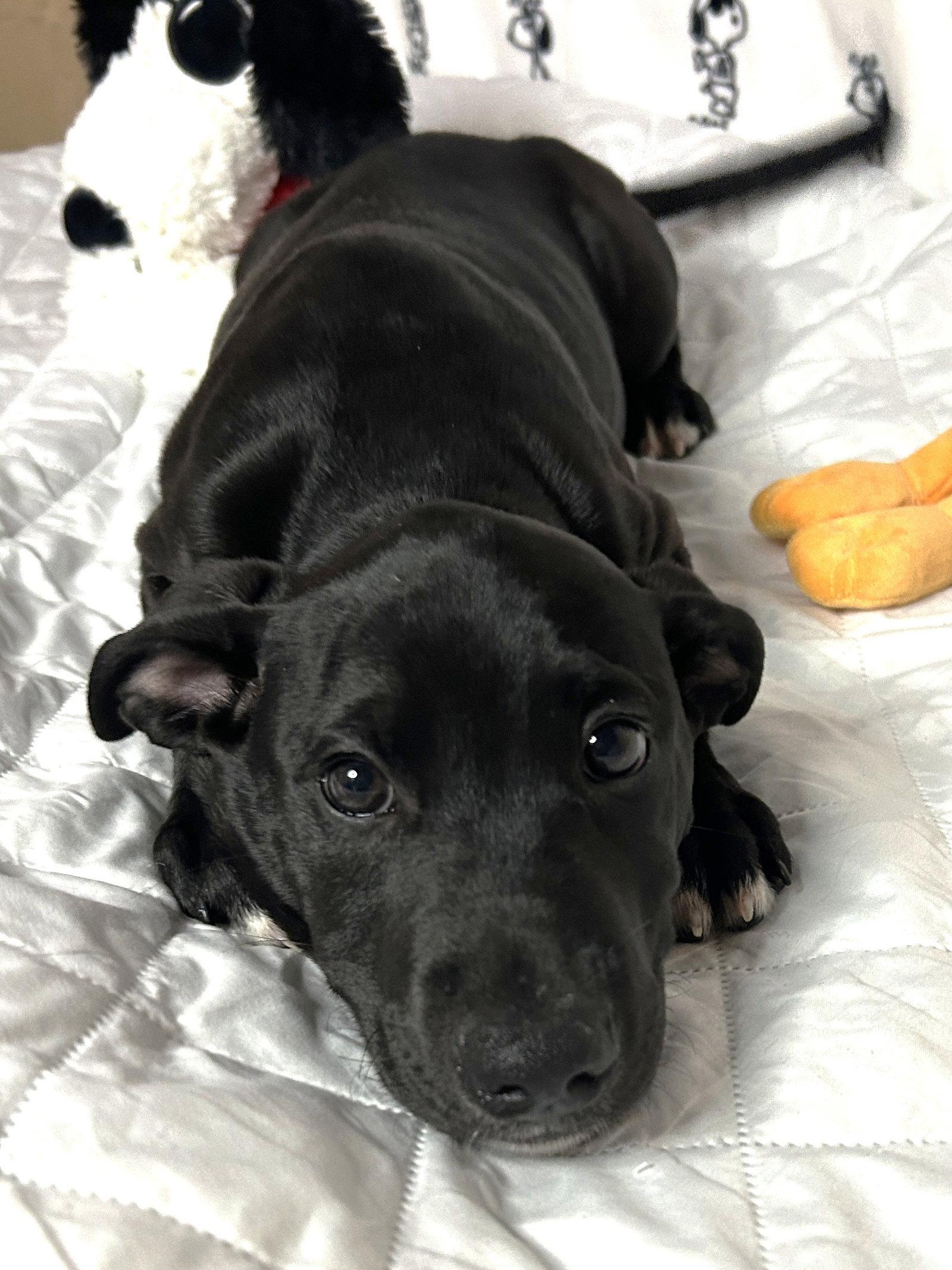261281  Dixon, Adopted, Puppy Male Labrador Retriever.