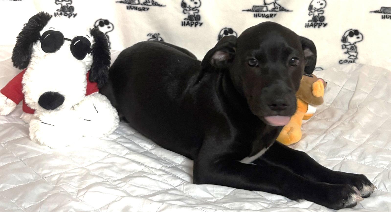 Enlarge 261281  Dixon, a Adopted Labrador Retriever in Wetumpka, AL image 3/3