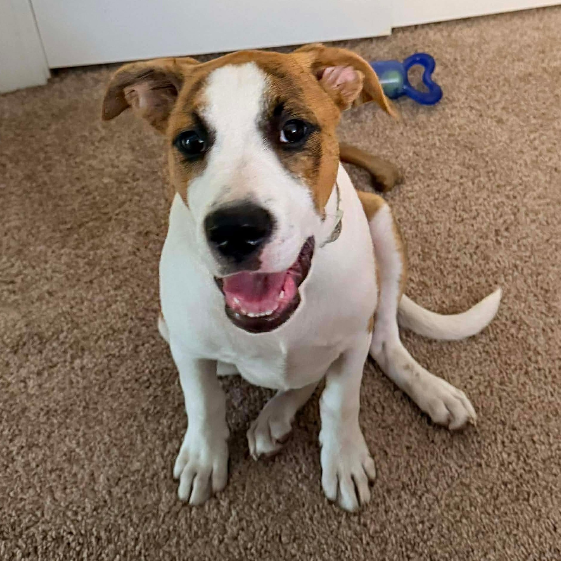 Knox, Adoptable, Puppy Male Mixed Breed.