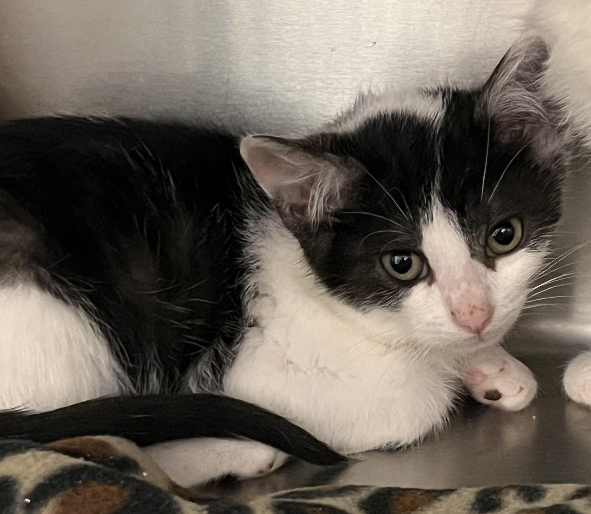 Snapchat, Adoptable, Kitten Female Domestic Short Hair.