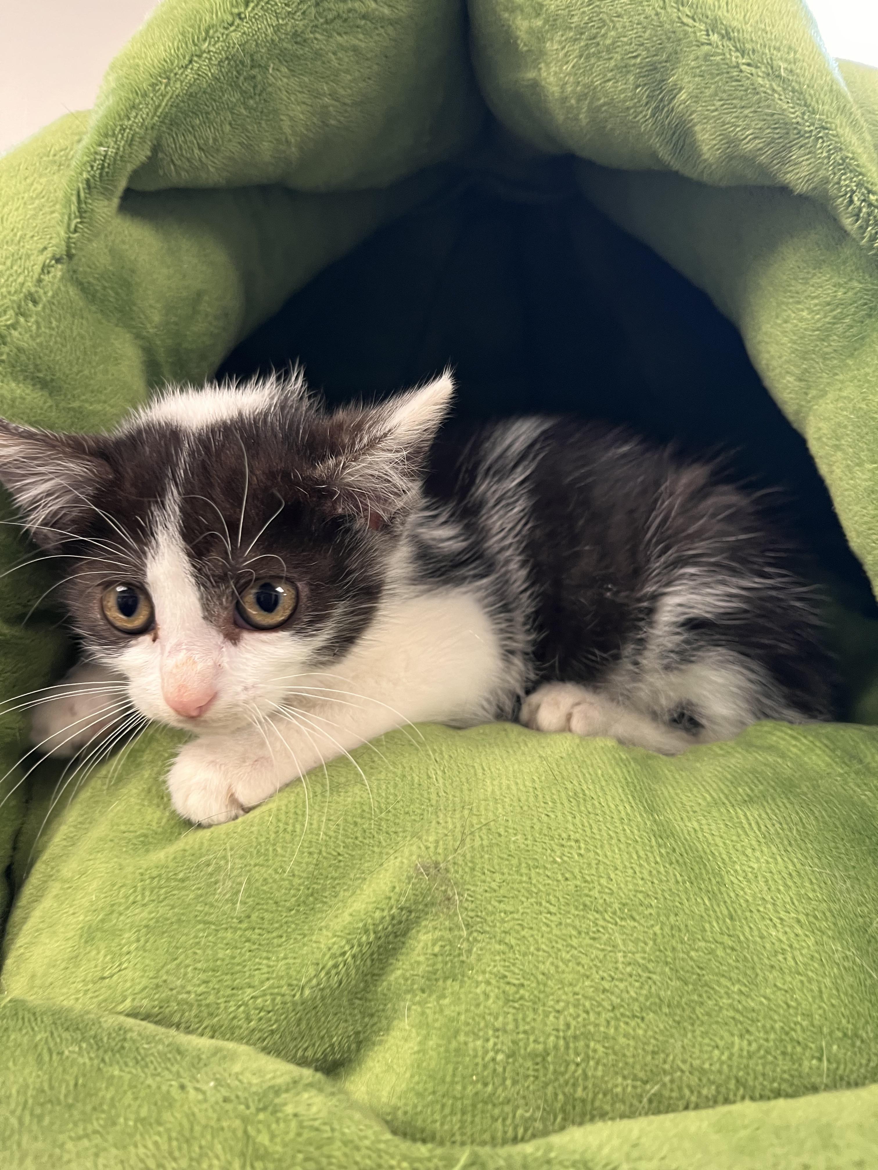 Snapchat, a Adoptable Domestic Short Hair in Liberty, MO image 4/5
