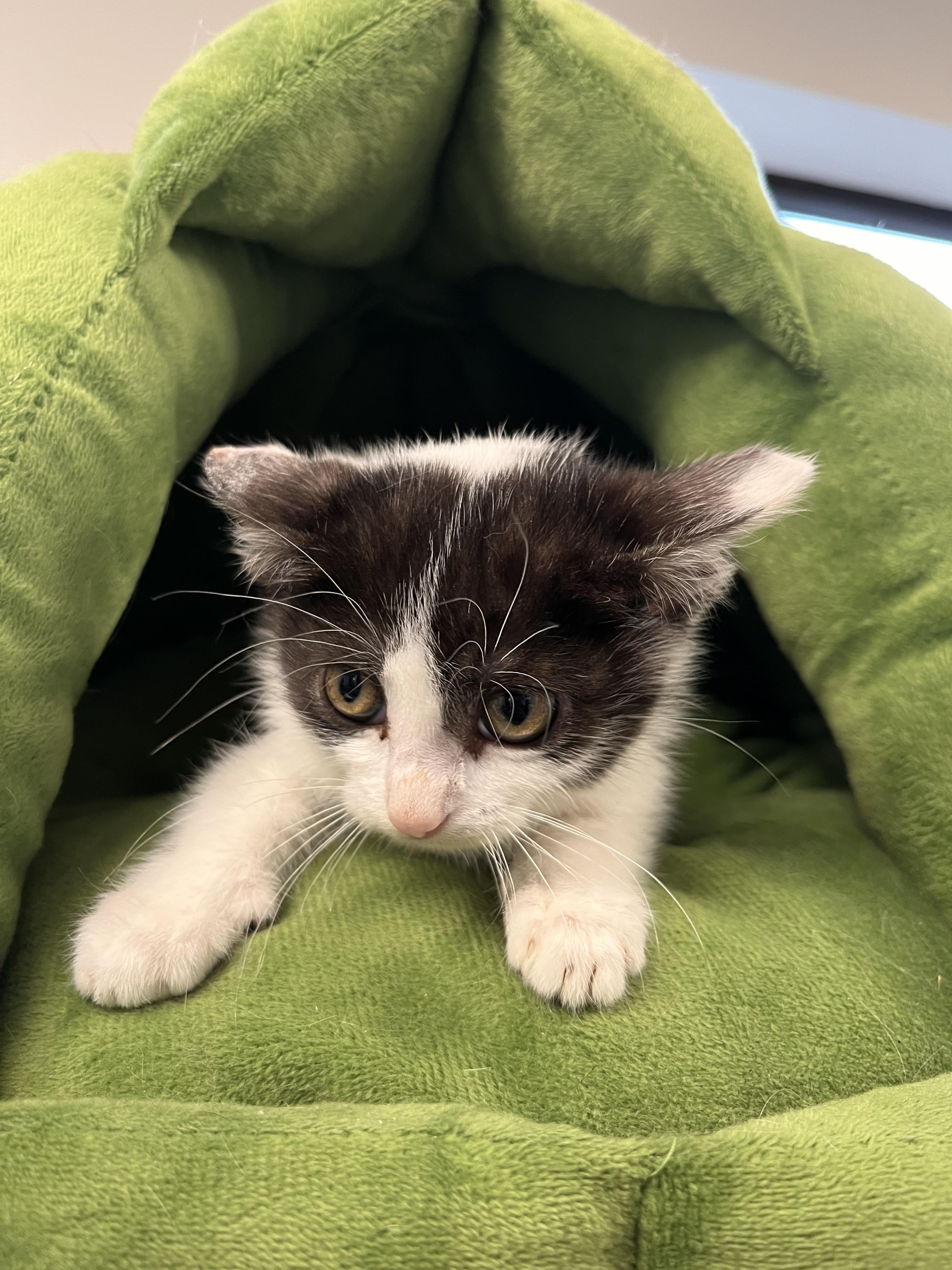 Snapchat, a Adoptable Domestic Short Hair in Liberty, MO image 5/5